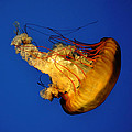Jellyfish Tranquility