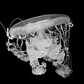 Jellyfish Waving B