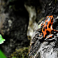 Poison Frog Beauty
