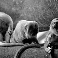 Tamarin Mischief B