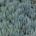 Cacti Impression
