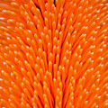 Orange Glow