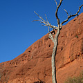 Outback