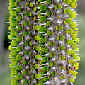 Sharp Green